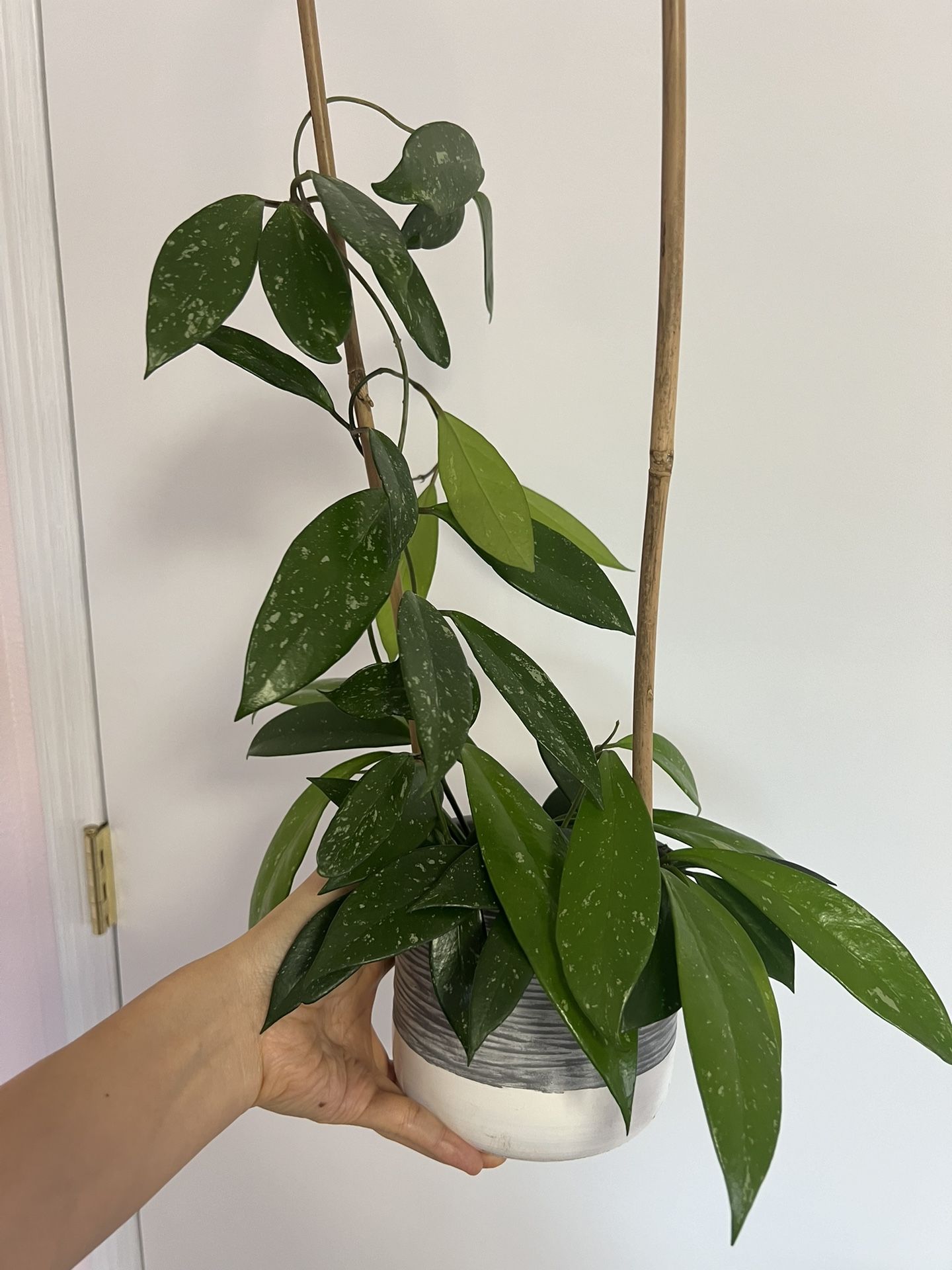 Live Hoya Plant In 6inch pot