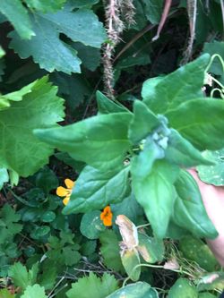 New Zealand spinach organic cuttings