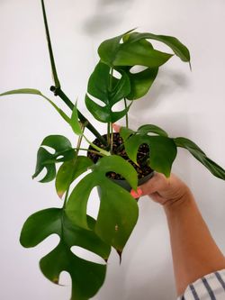 Rhaphidophora Tetrasperma