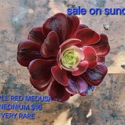 ANEONIUMS AND SUCCULENTS SALE IN SAN LORENZO ON SUNDAY