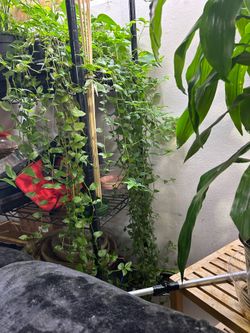 Wondering Jew plants From $8 and up