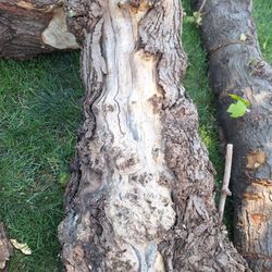 Lot Of Eye Burl red Maple Wood