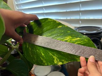 Variegated Pothos Large Leaf Cutting