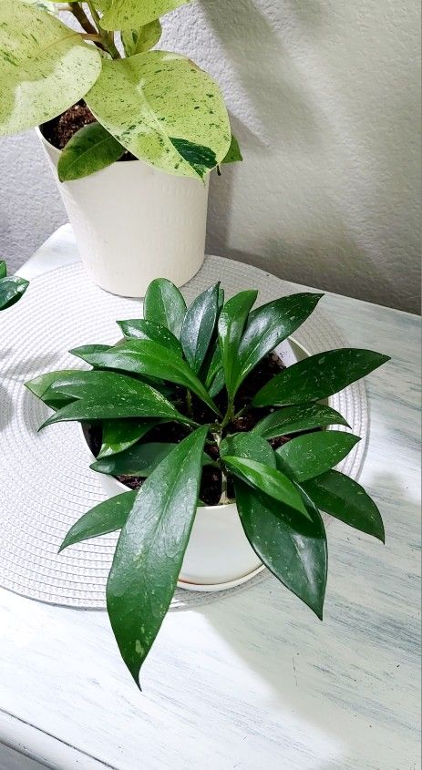 Living Plant 🌱 Hoya (Symbolize Love, Friendship, and Devotion) on 6"H White Pot ::: Indoor