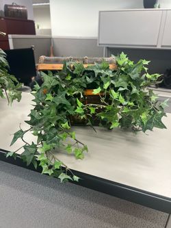 Artificial Trailing Ivy in Antique Style wood and metal lined chest