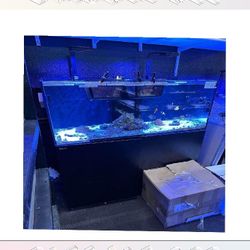 Top-Grade Aquarium Setup - Premium Quality Standard citizen answer