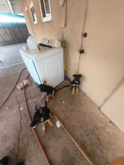 Washer machine (🐕‍🦺 hmu for prices )