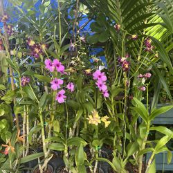 Orquídeas de diferente precios  Orchids of different prices.