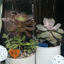 Succulent Watering Cans