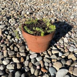 Succulent Plant