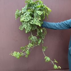 Swiss Cheese Monstera In 6” Pot 