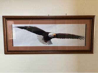 Bald Eagle framed picture