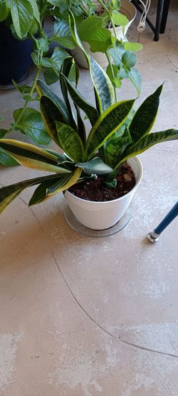 Small plant