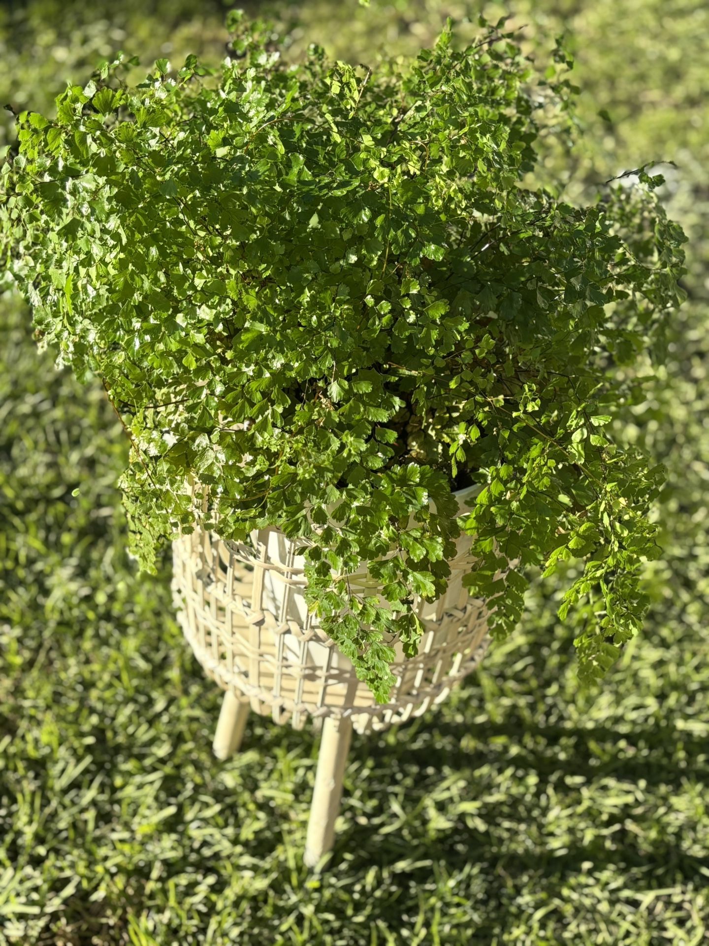 Plant Stand Beige Basket Style with a Beautiful Maidenhair Fern
