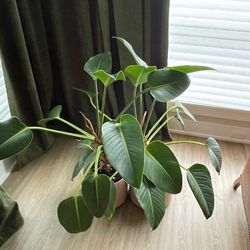 (2) tropical plants