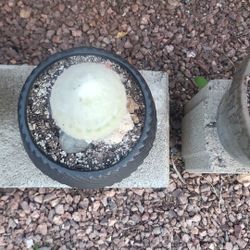 Peruvian Old Lady Cactus 🌵 ♥️ 