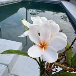 Plumeria 
