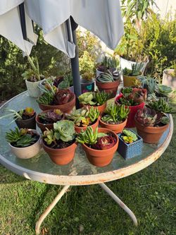 Succulents