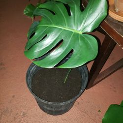 Monstera Deliciosa  In Gallon 