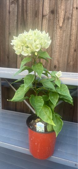 Buganvilia blanca