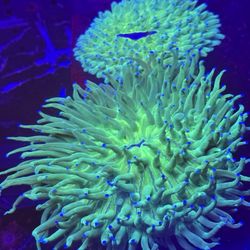 Ornamental Corals For Sale In Georgia!!!! 