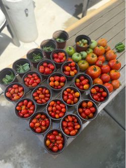 ORGANIC PRODUCE