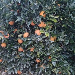 Piscar Naranja/pick 🍊 Oranges