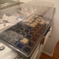 Clone Tray