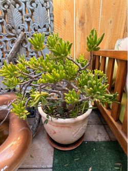 Mature Gollum Jade Plant 2 feet