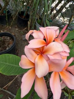 Queen Amber plumeria