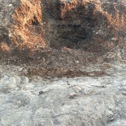 Horse Manure