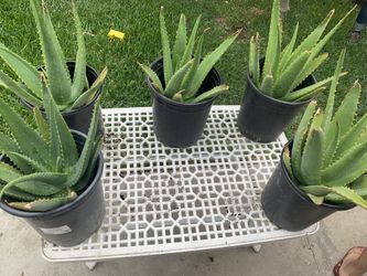 Aloe plants