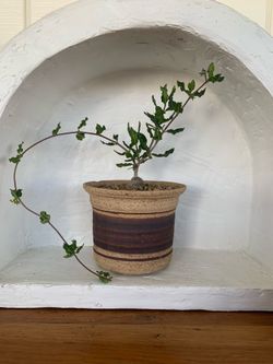 Fockea Crispa in ceramic pot