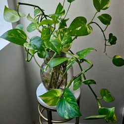Indoor Plant With Vase