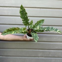 6” Big Philodendron Ring Of Fire 