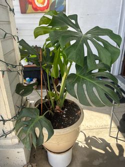 Beautiful plant