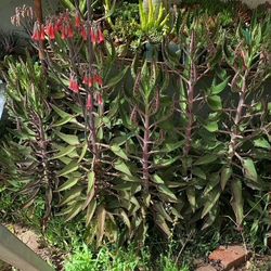  Kalanchoe Daigremontiana "Mothe Of Thousands" 