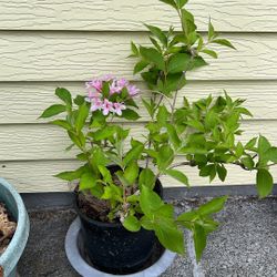 Flowering Weigela Potted Plant Pink Flowers Mother’s Day
