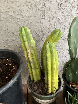 Cactus