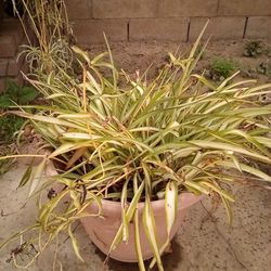 Large Spider Plant In A Pot $12