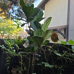 Real fiddle Leaf Fig  Plant