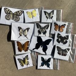 Crafting butterflies 
