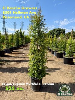 Eugenia Myrtifolia Column – Premium Privacy Hedge Trees - 15 gal.