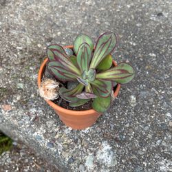 Succulent On Ceramic Pot