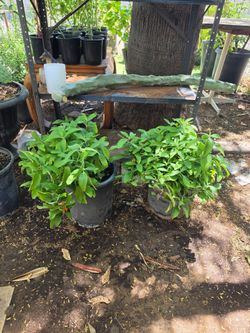 Mexican honeysuckle plant