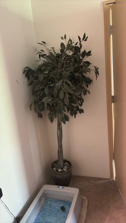 Free Corner Plant
