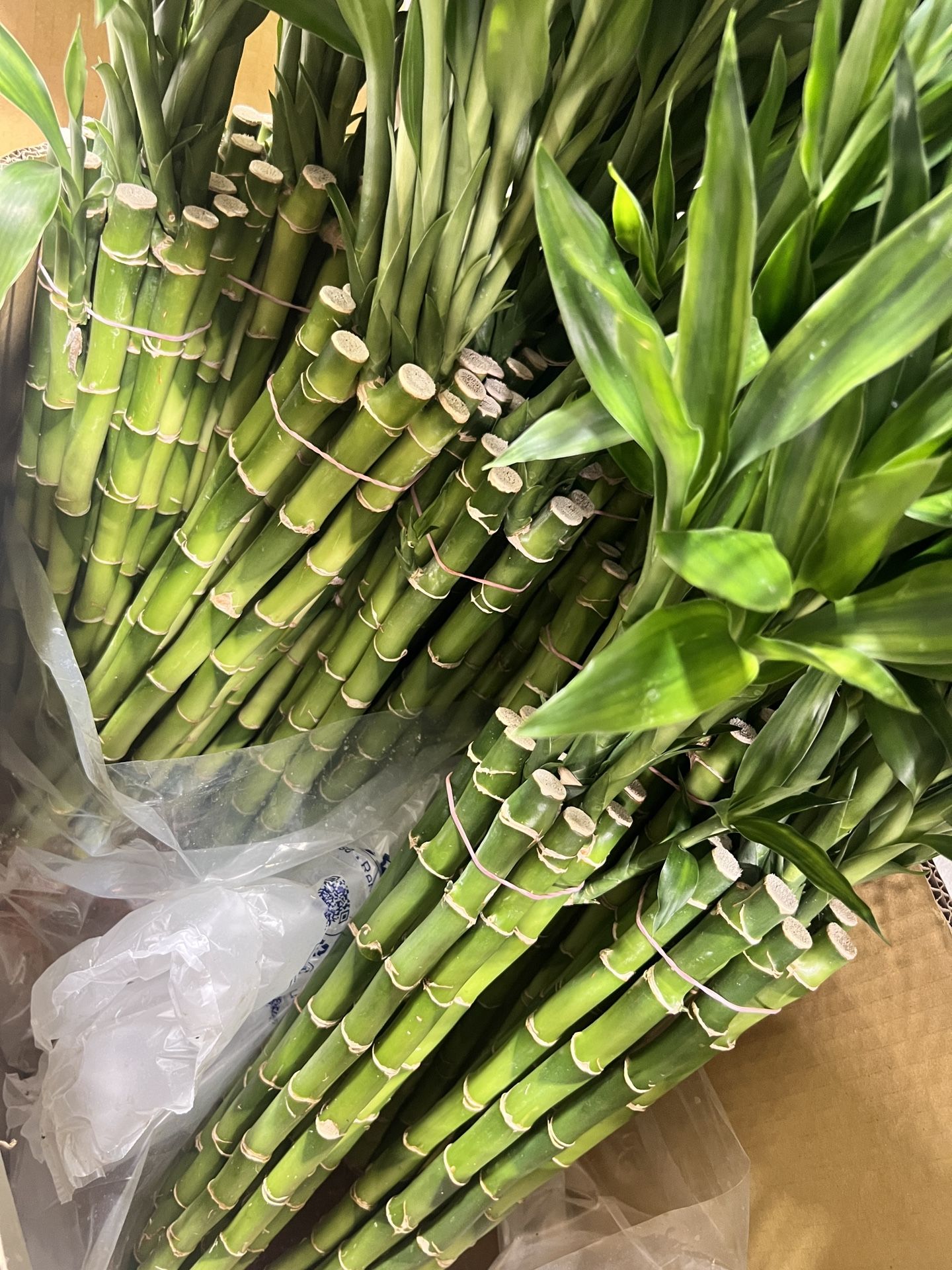 18" Lucky Bamboo Tree ($5 Per Stem) Must Buy At Least 5