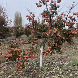 Fuyu Persimmons Trees $50 Each / Árboles De persimos $50