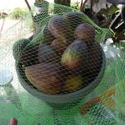 Fresh Picked Figs  