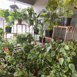Tons of healthy Indoor Plants 